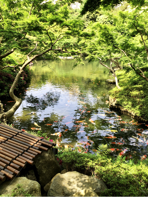 green,japan,nature,japanese garden,water,goldfish,Phytoncide,outdoors,record,peace,garden