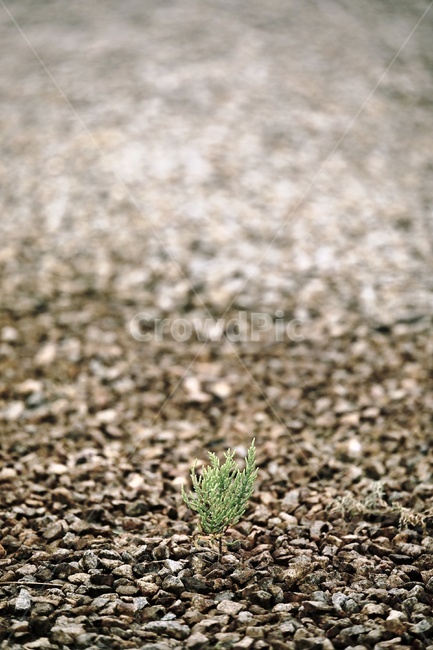 자갈,바닥,ground,식물,plant,road,모래바닥,잡초