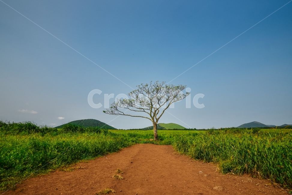 나무,풍경,하늘색,구름,나홀로나무,자연,풍경,nature,landscape,식물,plants,나무,trees,wood,ground,바닥,road,도로,dirt road,흙길,gravel,자갈,field,들,grassland,목초지,outdoors,옥외
