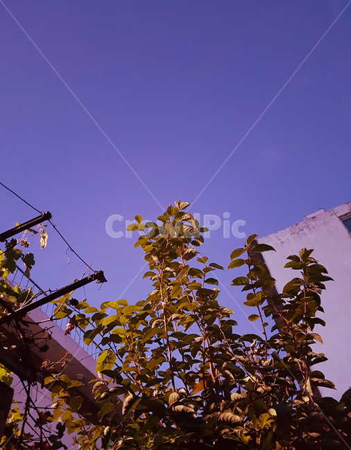 나무,여름,색감,저녁,로우앵글,잎,가지,tree,branch,leaf,leaves,summer,summernight,mood,lowangle,야경,밤,풍경,nightscape,night,landscape