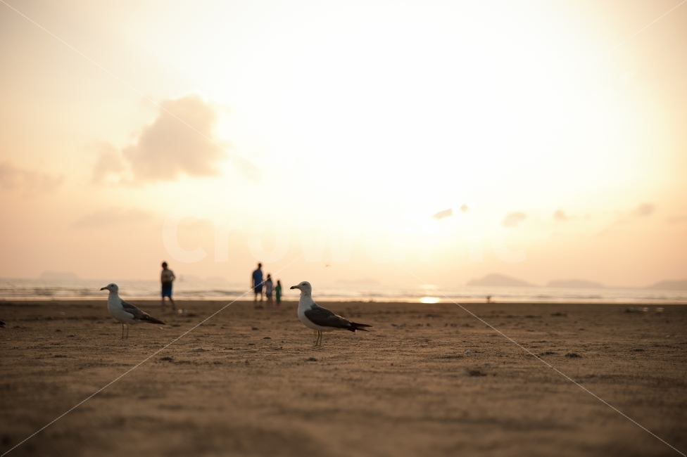기지포해수욕장,갈매기,바다,해변,백사장,자연,풍경,nature,landscape,해변,바다,beach,sea,동물,animal,조류,새,birds,bird