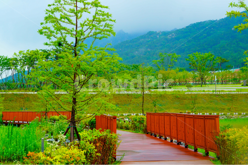 공원,봄,초록,풍경,나무,자연,풍경,nature,landscape,한국자연풍경,한국자연경관,korea nature landscape