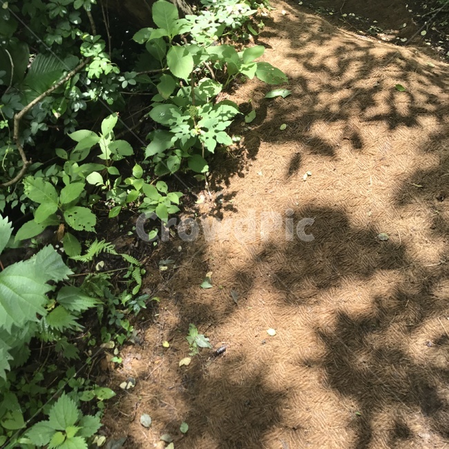 힐링,숲,초록색,산책,봄