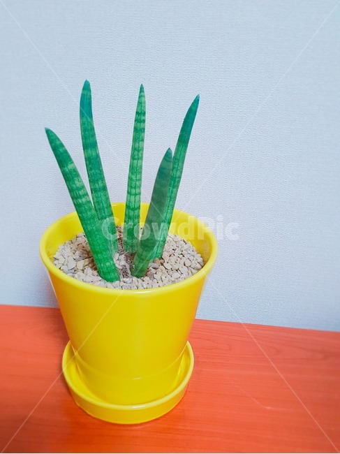 스투키,식물,화분,공기정화,공기정화식물,실내용화초,화분,화초,house plant