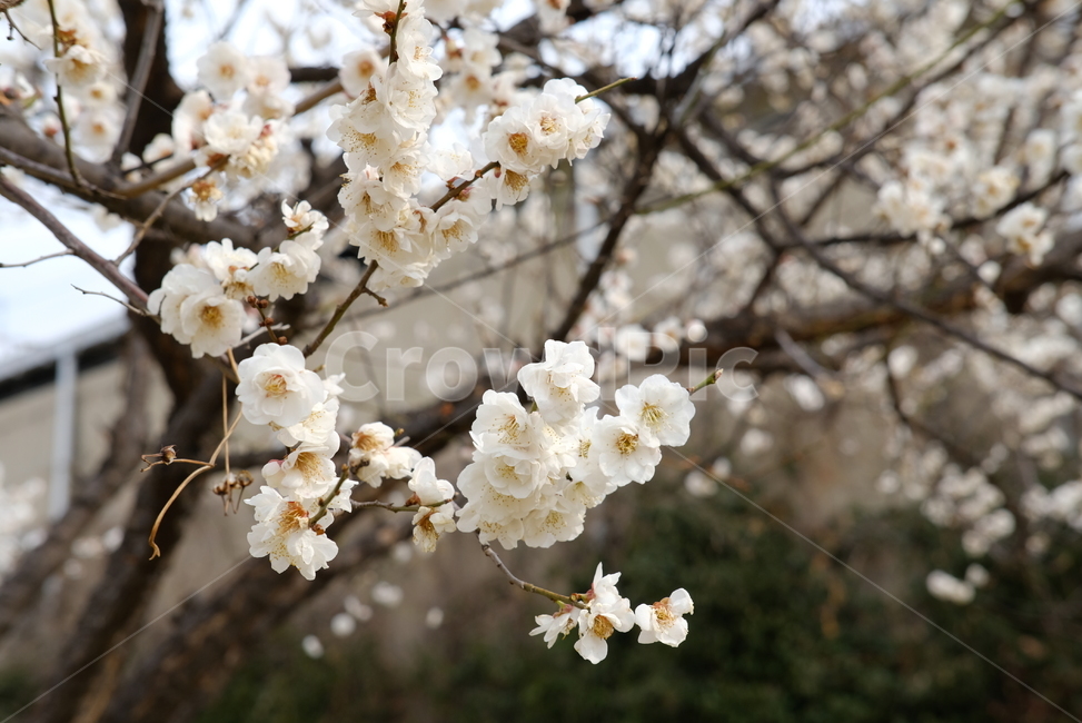 봄,봄꽃,꽃,매화,벚꽃,나들이,배경,배경화면,flower,flowers,spring,봄,계절,spring,season,plant,식물