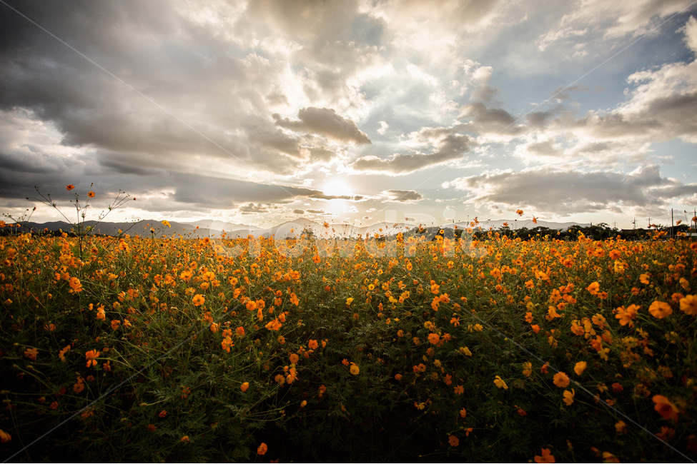 노을,풍경,들판,코스모스,하늘,경주,구름,자연,풍경,nature,landscape,식물,plants,꽃,flower,outdoors,옥외,grassland,목초지,field,들