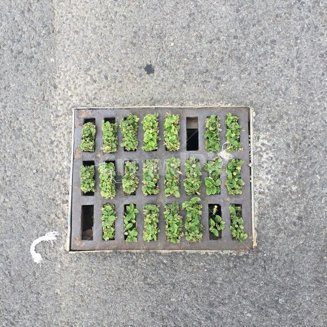 생명,식물,문,plant,길바닥,식물,자연,plants,nature
