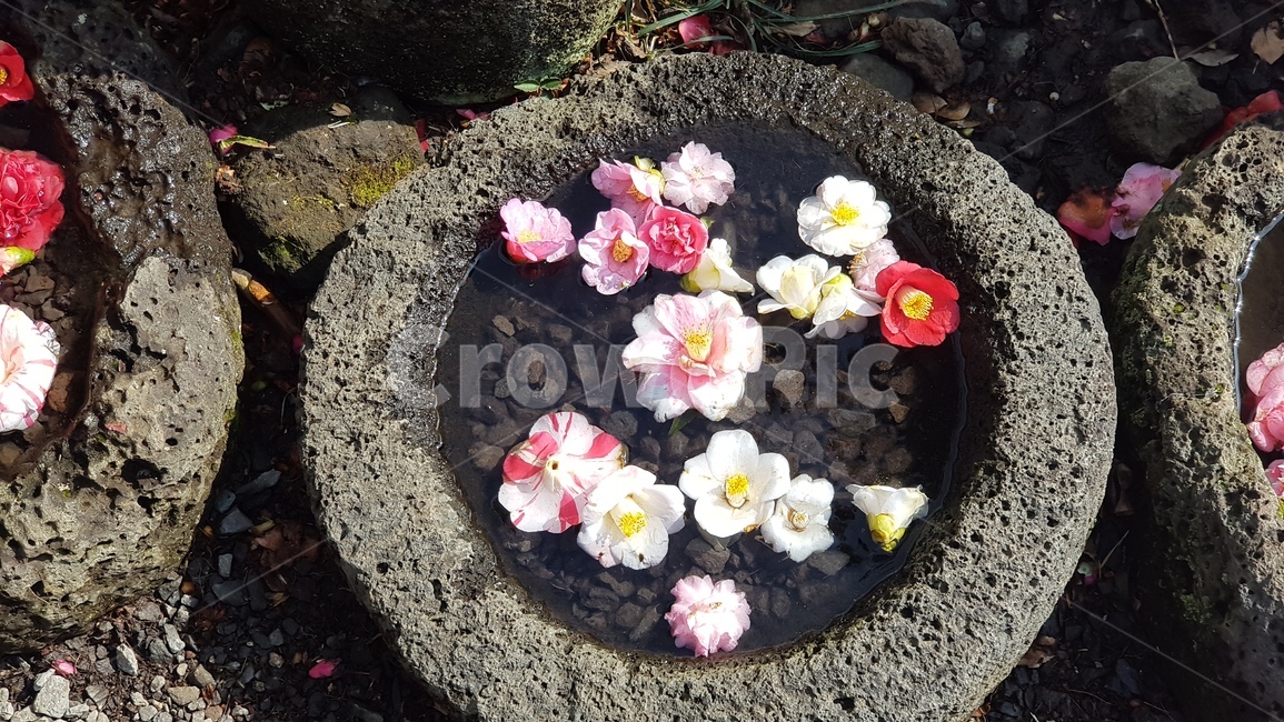 동백꽃,동백,카멜리아,제주,꽃,꽃,flower
