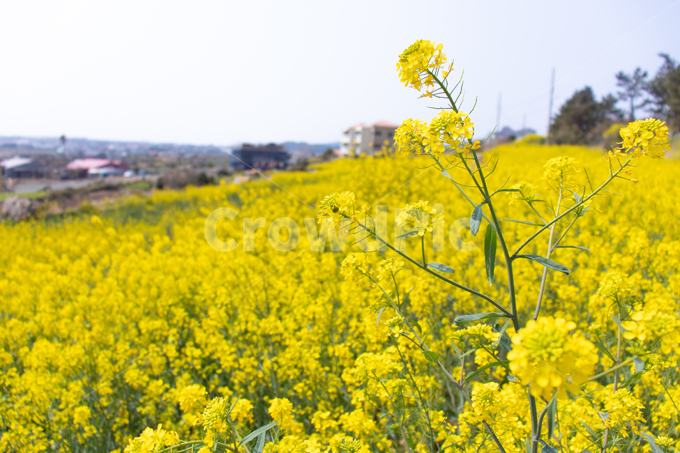 유채꽃,유채꽃밭,노란색,꽃,봄,유채,봄,계절,spring,season,식물,자연,plants,nature,꽃,flower,field,들,grassland,목초지,outdoors,옥외