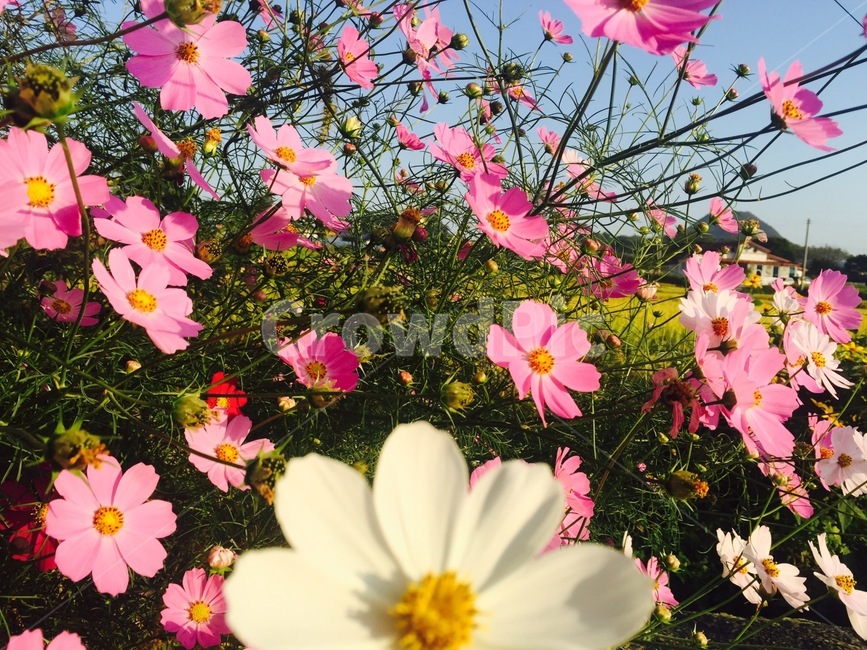 코스모스,꽃,자연,햇살,햇빛,sunshine,cosmos,꽃밭,식물