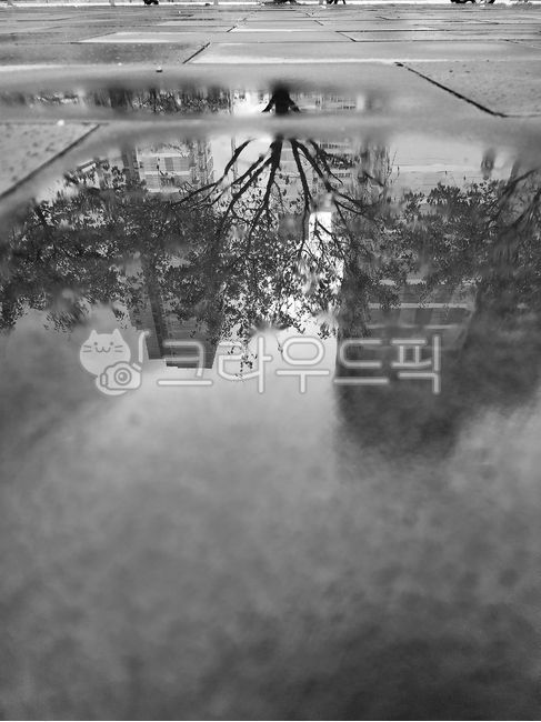 반영샷,비온후,물에비친나무,흑백,감성,반영