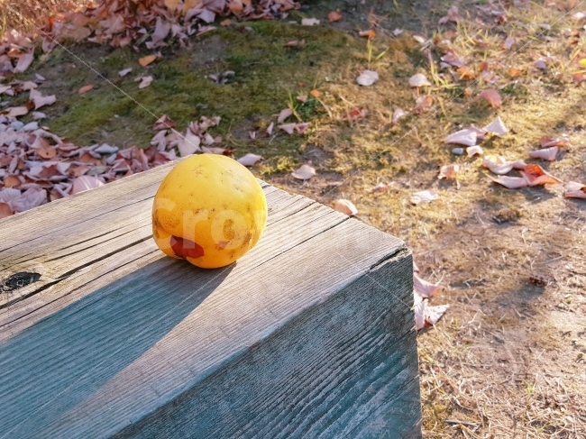 자연,가을,단풍,낙엽,과일,모과,숲,햇살,수확,추수,영양,힐링,nature,autumn,음식,식재료,요리,food,cook,meal,dishes,food reserves,과일,열매,fruit