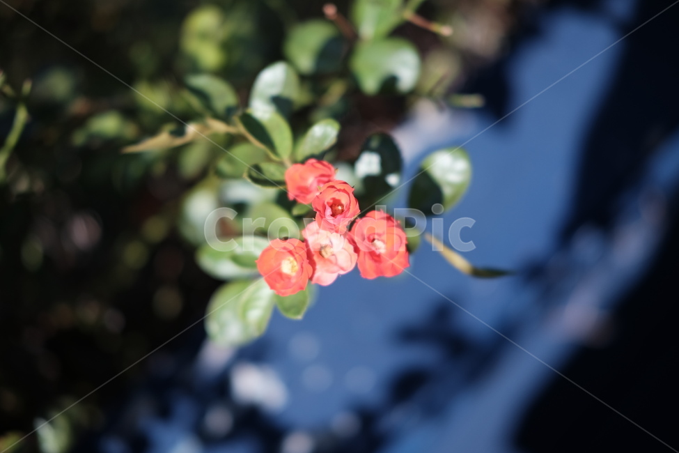 꽃,자연,풀,빨간꽃,빨간,플라워,식물,자연,plants,nature,꽃,flower