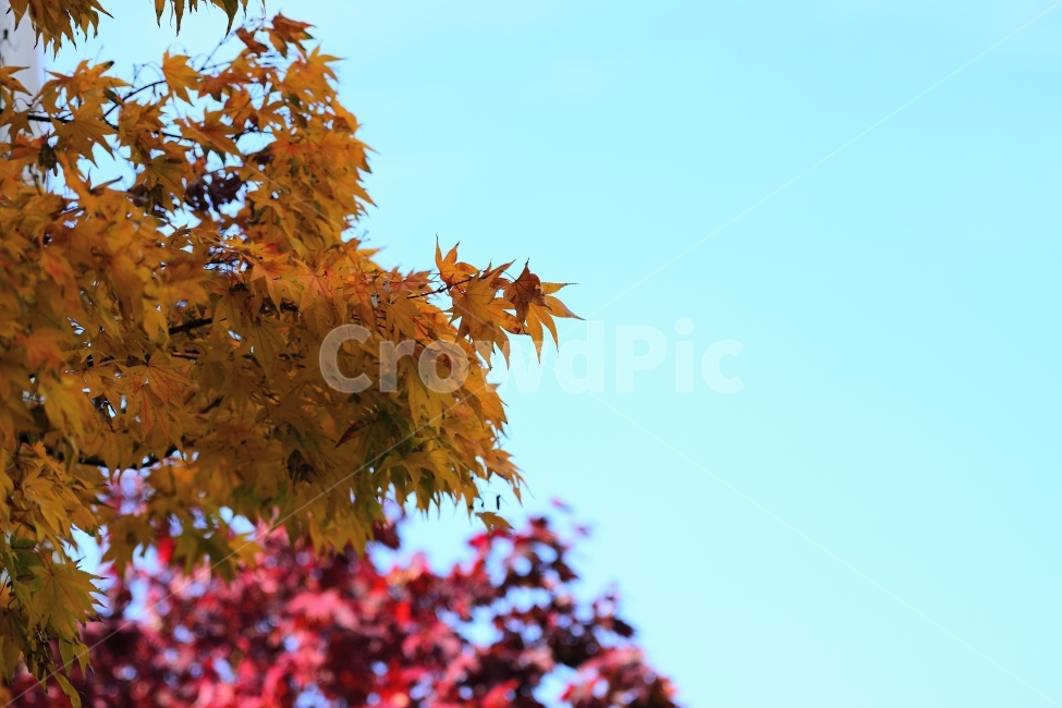 가을,단풍,낙엽,노랑,빨강,가을,계절,fall,autumn,season,식물,자연,plants,nature,leaf,잎,plant,tree,나무