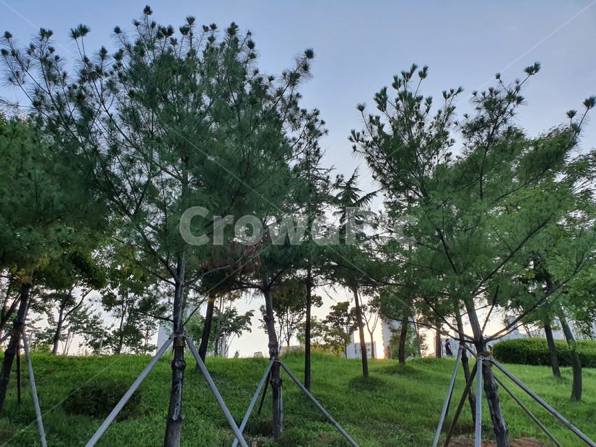 나무,초저녁,푸른,공원,산책,식물,자연,plants,nature,나무,trees,wood