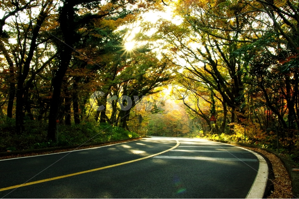 가을,빛,도로,중산간,516도로,제주,자연,풍경,nature,landscape,휴식,힐링,rest,relaxation,healing,교통,교통수단,traffic,transportation,asphalt,아스팔트,road,freeway,고속 도로,highway,고속도로