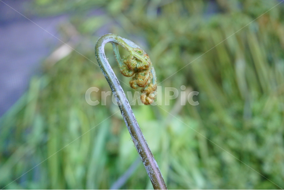 봄,봄나물,나물,고사리,자연산고사리,고사리사진,식물,자연,plants,nature