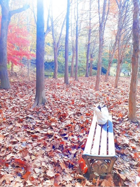 가을,가을풍경,가을숲,가을나무,단풍,plant,나무,tree,식물,잎,감성사진,가을,계절,fall,autumn,season