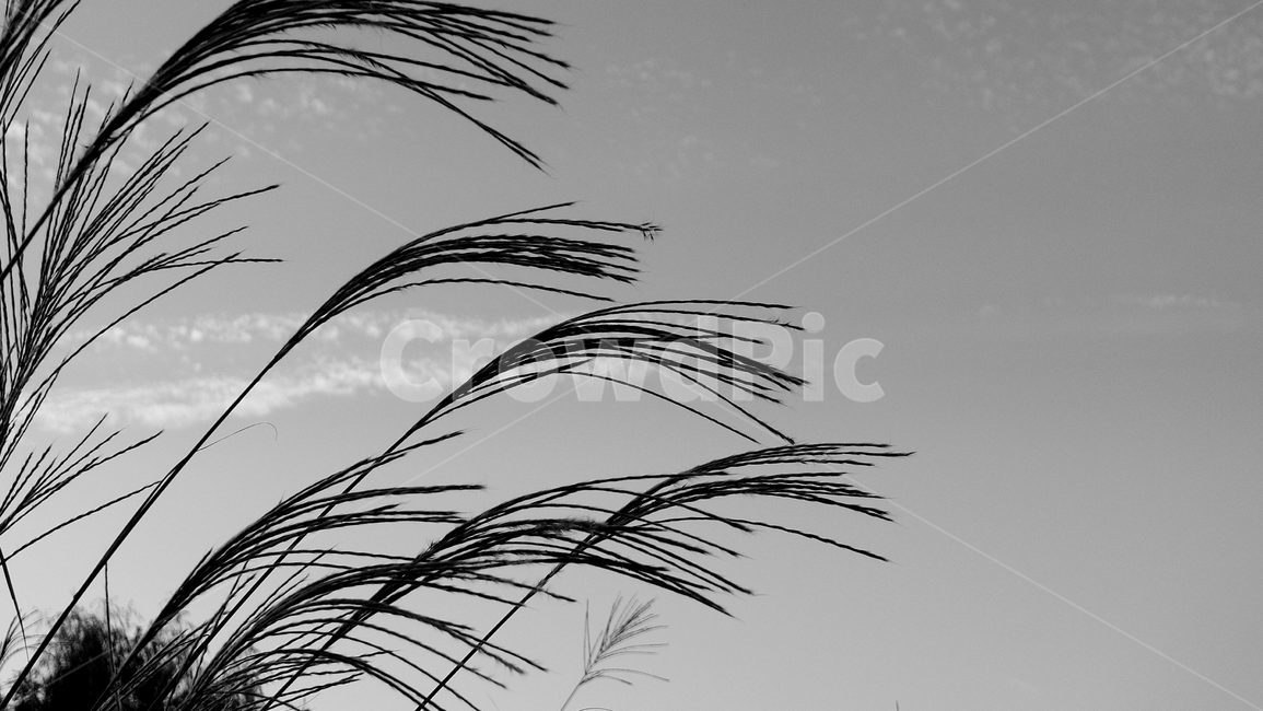 가을,갈대,억새,흑백,가을하늘,감성사진,가을,계절,fall,autumn,season,흑백,모노톤,monochrome,black and white,grass,잔디,plant,식물,lawn,reed,bird,새,animal,동물