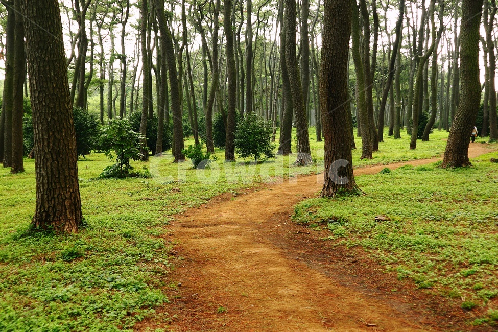 산책로,숲,나무,숲길,자연,나무,trees,wood