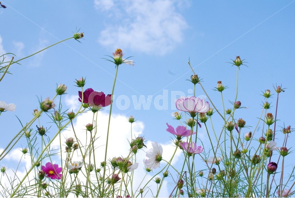 가을,하늘,가을하늘,코스모스,접사,식물,자연,plants,nature,꽃,flower