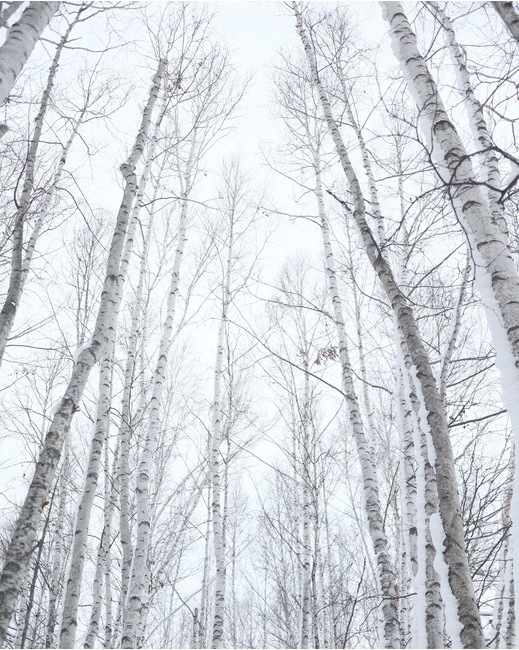 나무,tree,숲,forest,겨울,winter,하늘,sky,배경,landscape,자연,nature,일본,japan,훗카이도,hokkaido,삿포로,sapporo,비에이,biei,자작나무,겨울,계절,winter,season,자연,풍경,nature,landscape,식물,plants,나무,trees,wood,plant,outdoors,옥외