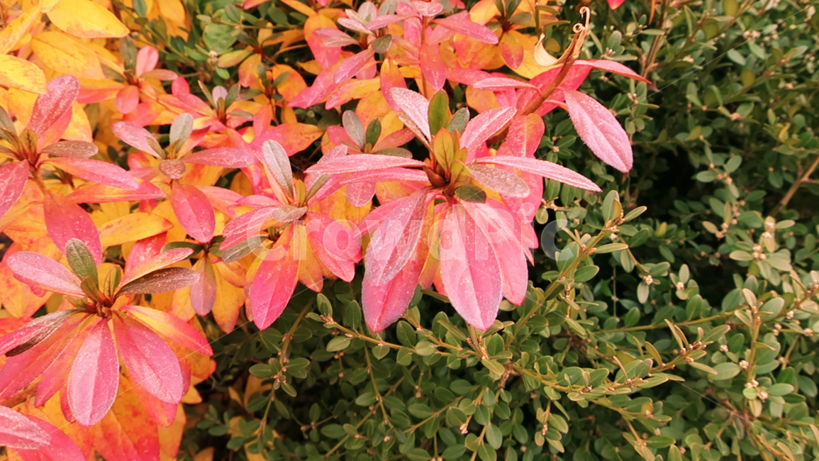 flower,plant,식물,acanthaceae,잔잔과,blossom,꽃,leaf,잎,철쭉