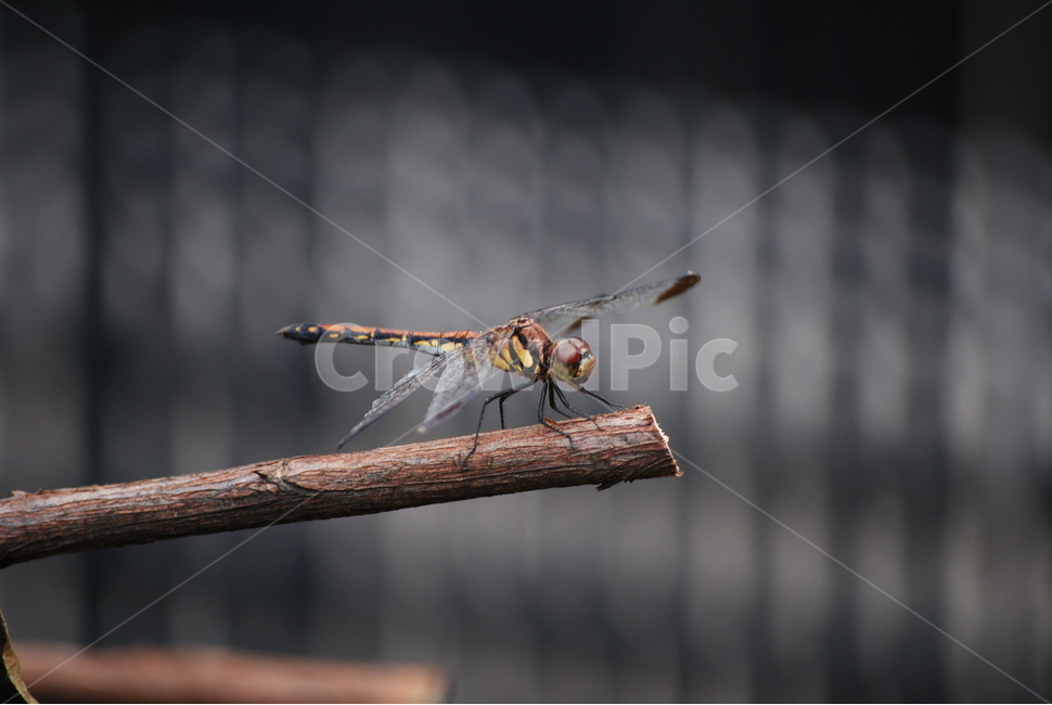 자연,풍경,잠자리,동물,곤충,가을,가을,계절,fall,autumn,season,동물,animal,곤충,벌레,insect,bug,invertebrate,무척추 동물