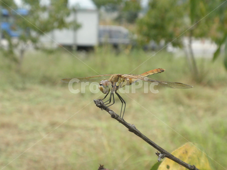 잠자리,곤충,가을,고추잠자리,풀,grass,자연,나무,분위기,감성,휴식,bug