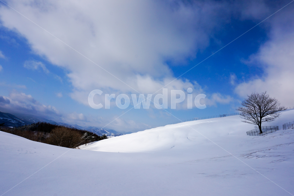 nature,자연,outdoors,옥외,mountain,산,빙,ice,눈,겨울,대관령양떼목장,양떼목장,겨울,계절,winter,season