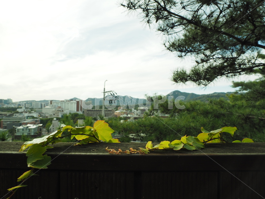 담쟁이덩쿨,도시,공원,푸르름,맑음,전망,식물,자연,plants,nature