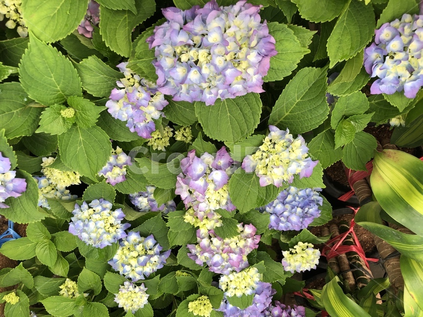 수국,꽃,자연,수국꽃,연보라