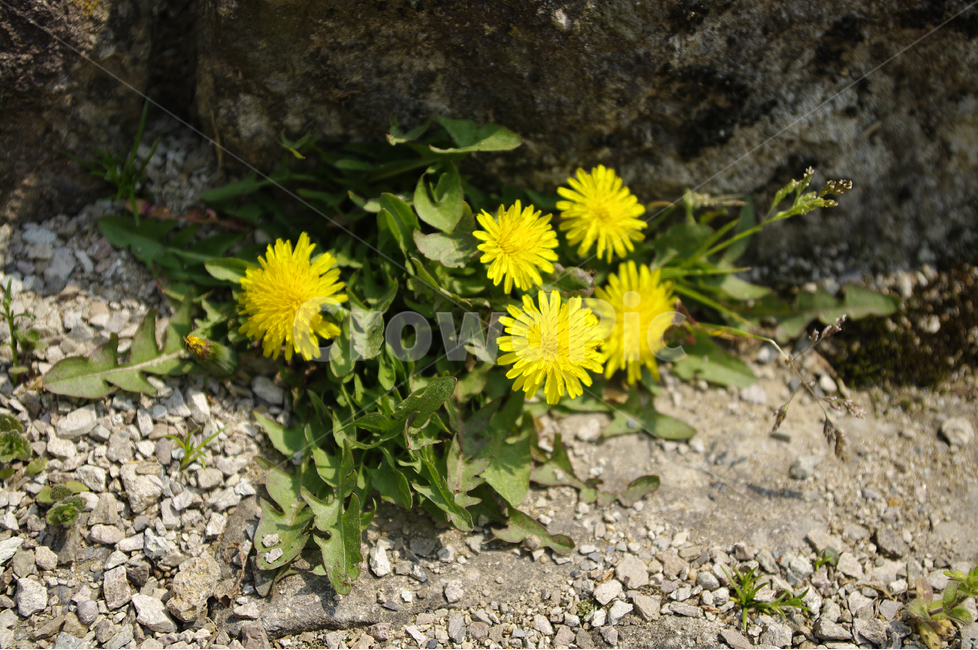민들레,꽃,봄,봄날,봄풍경,감성,spring,flower,노란색,봄꽃,봄,계절,spring,season,식물,자연,plants,nature,꽃,flower,plant