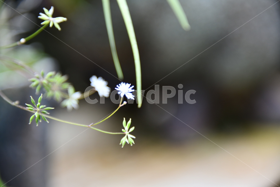 꽃,자연,식물,야생화,nature,flower,감성,feeling,배경,백그라운드