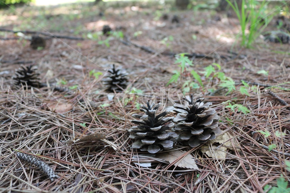 솔방울,자연,갈색,초록,apinecone,nature,brown,green,matsukasa,chairo,midori,식물,자연,plants,nature
