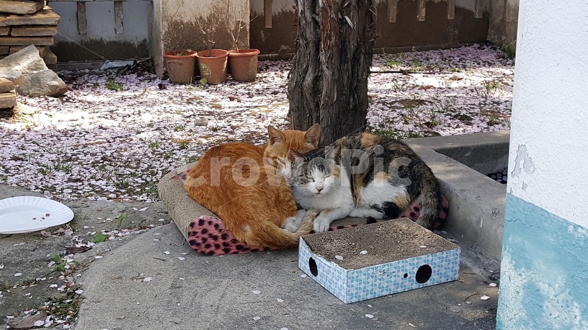 고양이,치즈냥,길고양이,노랑이,벚꽃,길냥이,그루밍,삼색고양이,고양이커플,삼색이