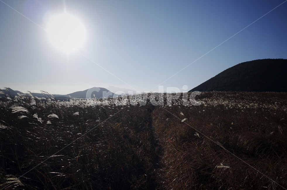 plant,식물,grass,잔디,flamegrass,silvergrass,억새,들판,nature,자연,옥외,outdoors,hill,언덕,reed,갈대