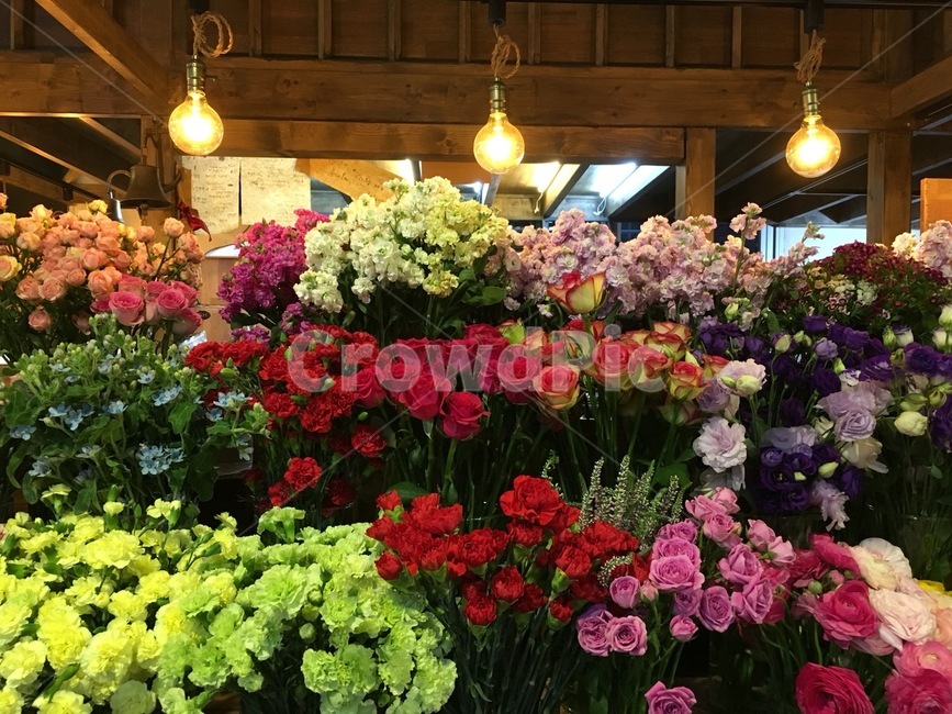 flower,꽃,beautiful,알록달록,rose
