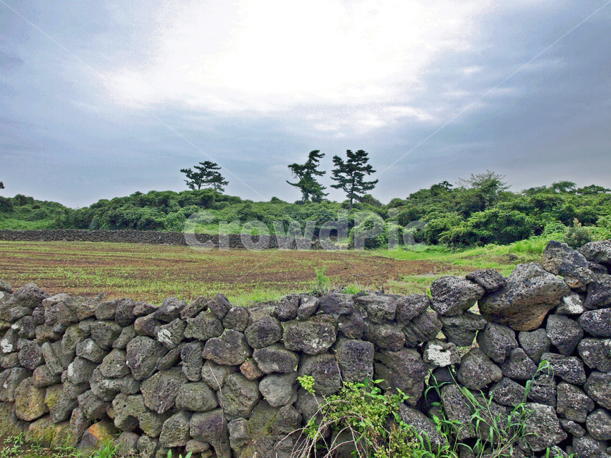 김녕농로,돌담,제주,올레19코스,올레길,밭,농작물,자연,풍경,nature,landscape,제주도,jeju,jeju island,wall,벽,stone wall