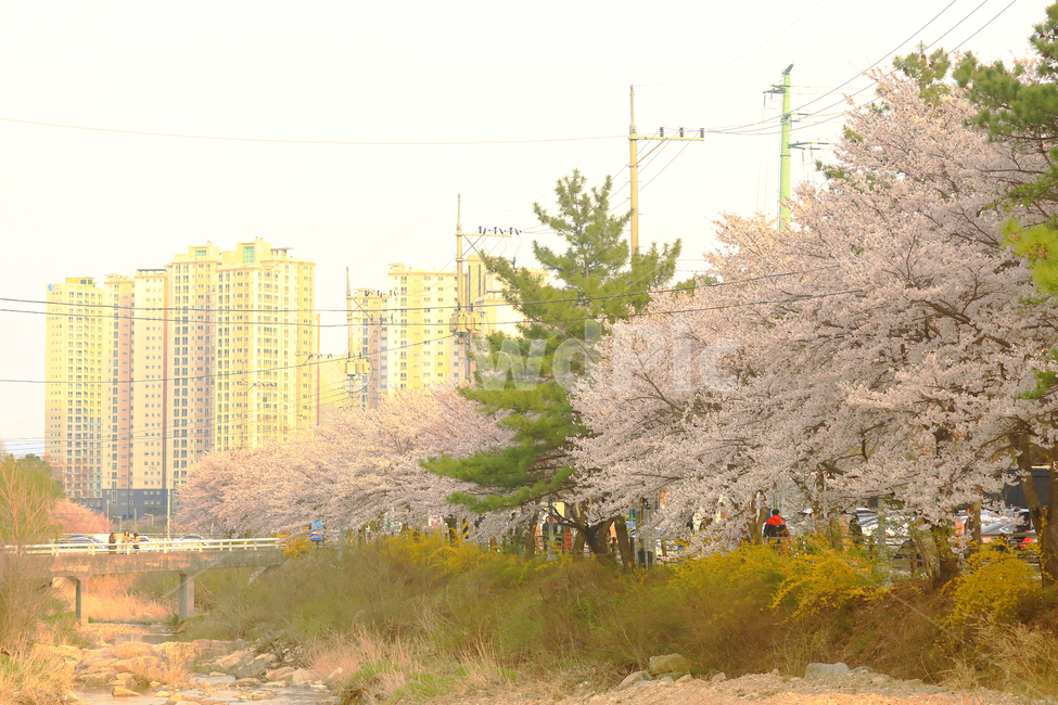 봄,벚꽃,건물,자연,나무,spring,개나리,tree,natural