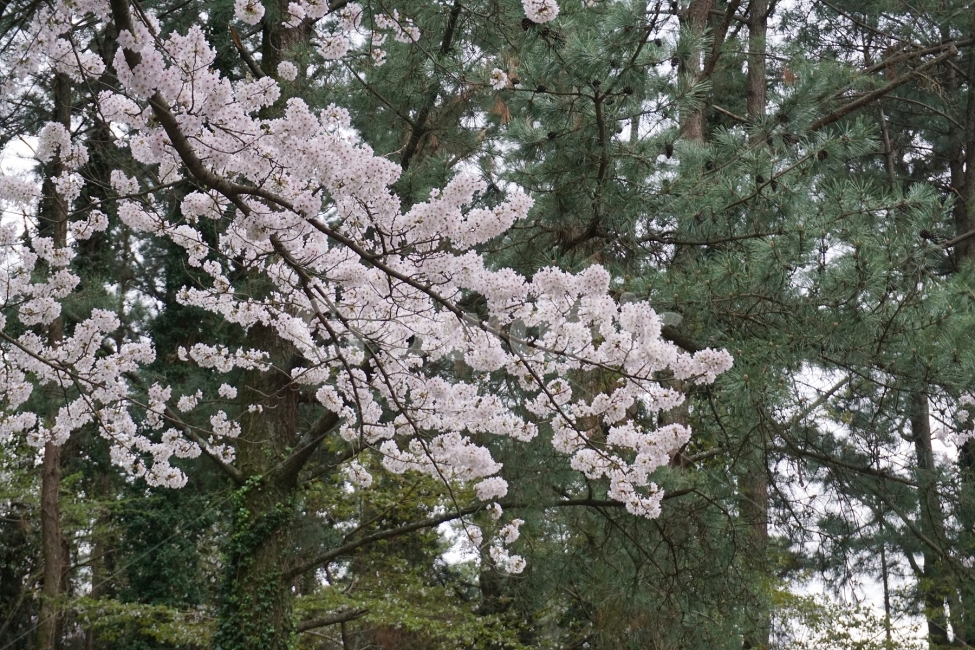 cherry,Cherry Blossom,cherry blossom road,jeju island,drive