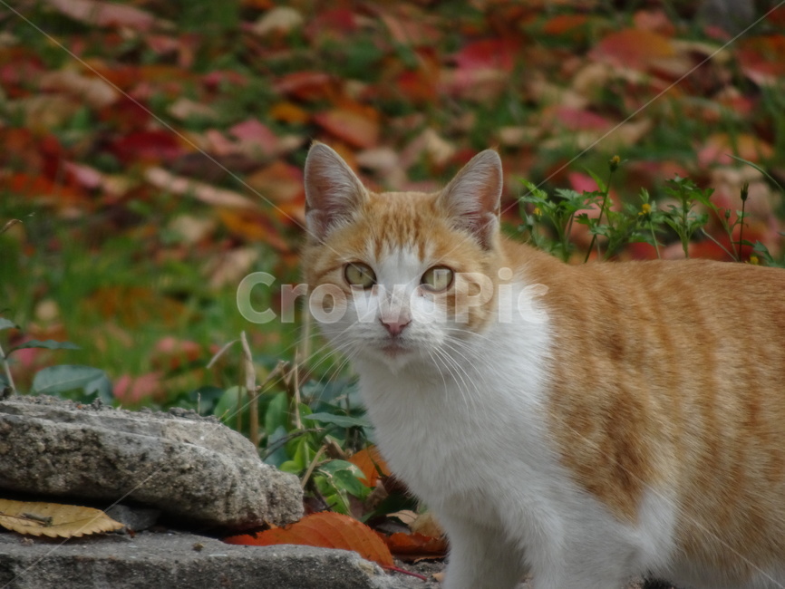 고양이,길고양이,야옹이,애완동물,길냥이,동물,animal,포유류,mammal,고양이,cat,kitten,kitty