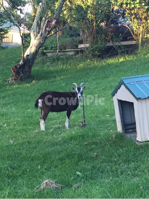 animal,동물,cattle,가축,goat,염소,동물,animal,포유류,mammal