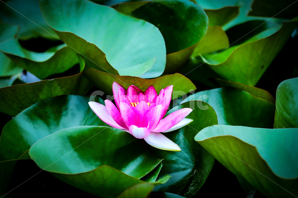 여름,꽃,연꽃,연잎,자연,힐링,식물,자연,plants,nature,꽃,flower