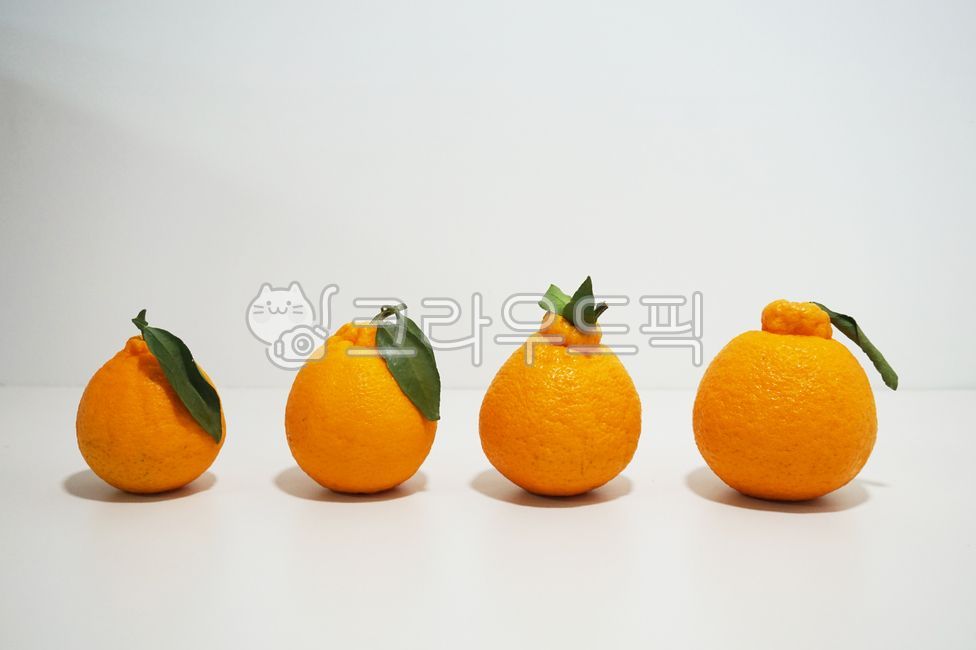 감귤,오렌지,food,귤,한라봉,제철과일,제주감귤,서귀포한라봉,효돈,서귀포,제주도특산물,제주,천혜향,orange,fruit,yellow,mandarin,음식,과일,채소,열매,달콤,주황색,제주한라봉,효돈감귤,제주특산물,제주도,특산물,상큼,delicious,영양