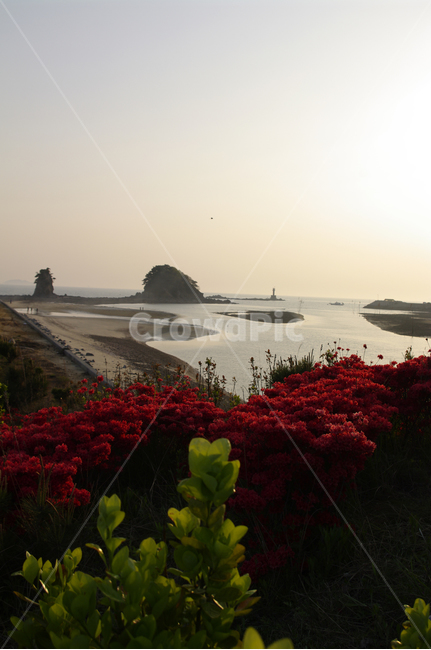 꽃지해변,안면도,섬,바다,풍경,꽃,식물,자연,plants,nature,꽃,flower