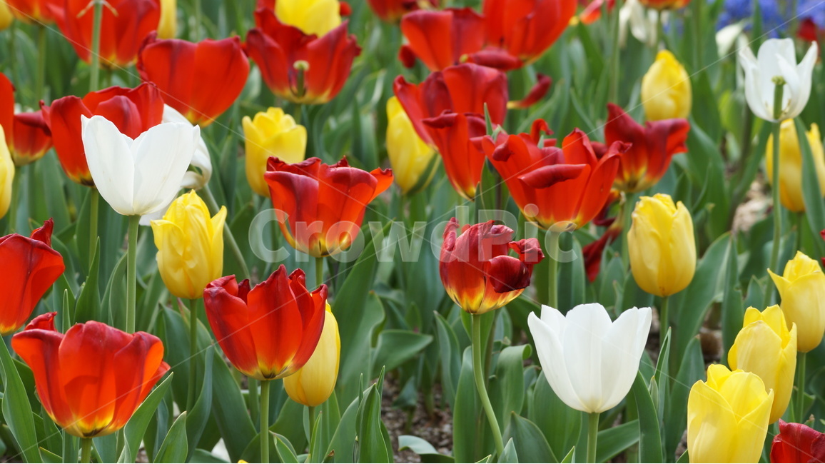 꽃,봄꽃,자연,풍경,튜울립,봄,계절,spring,season,식물,자연,plants,nature,꽃,flower,plant,blossom