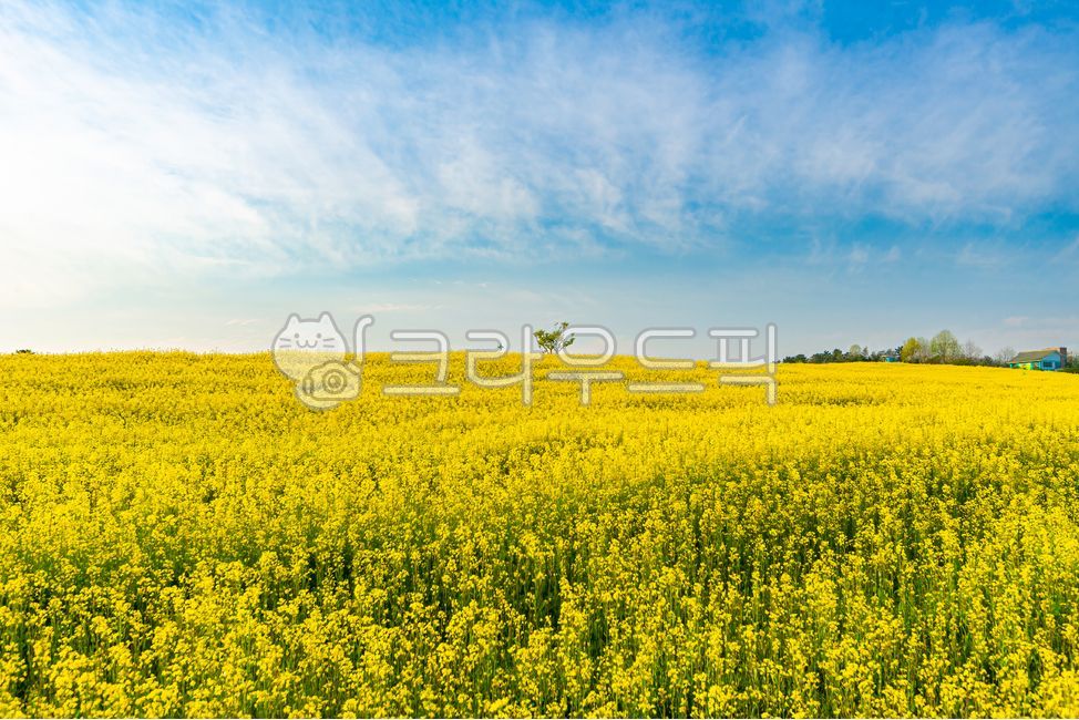 유채꽃, 유채, 유채꽃밭, 푸른하늘, 구름, 사진,이미지,일러스트,캘리그라피 - 데이비드강작가