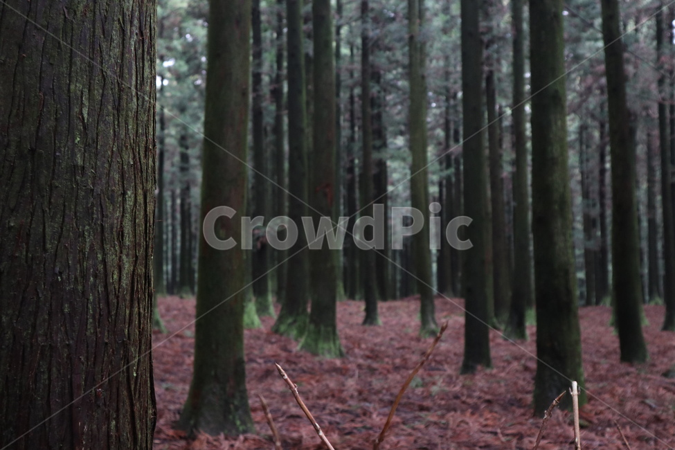 숲,식물,나무,삼림지,초목,tree,plant,vegetation,woodland,outdoors,옥외,forest,land,작은숲,grove,자연,nature,나무,trees,wood