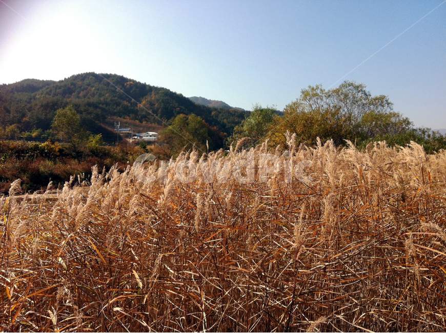 갈대,억새,풀,산,하늘,나무,바람,기억,추억,tree,windy,sky,가을,계절,fall,autumn,season,자연,풍경,nature,landscape,plant,식물,grass,잔디,lawn,reed